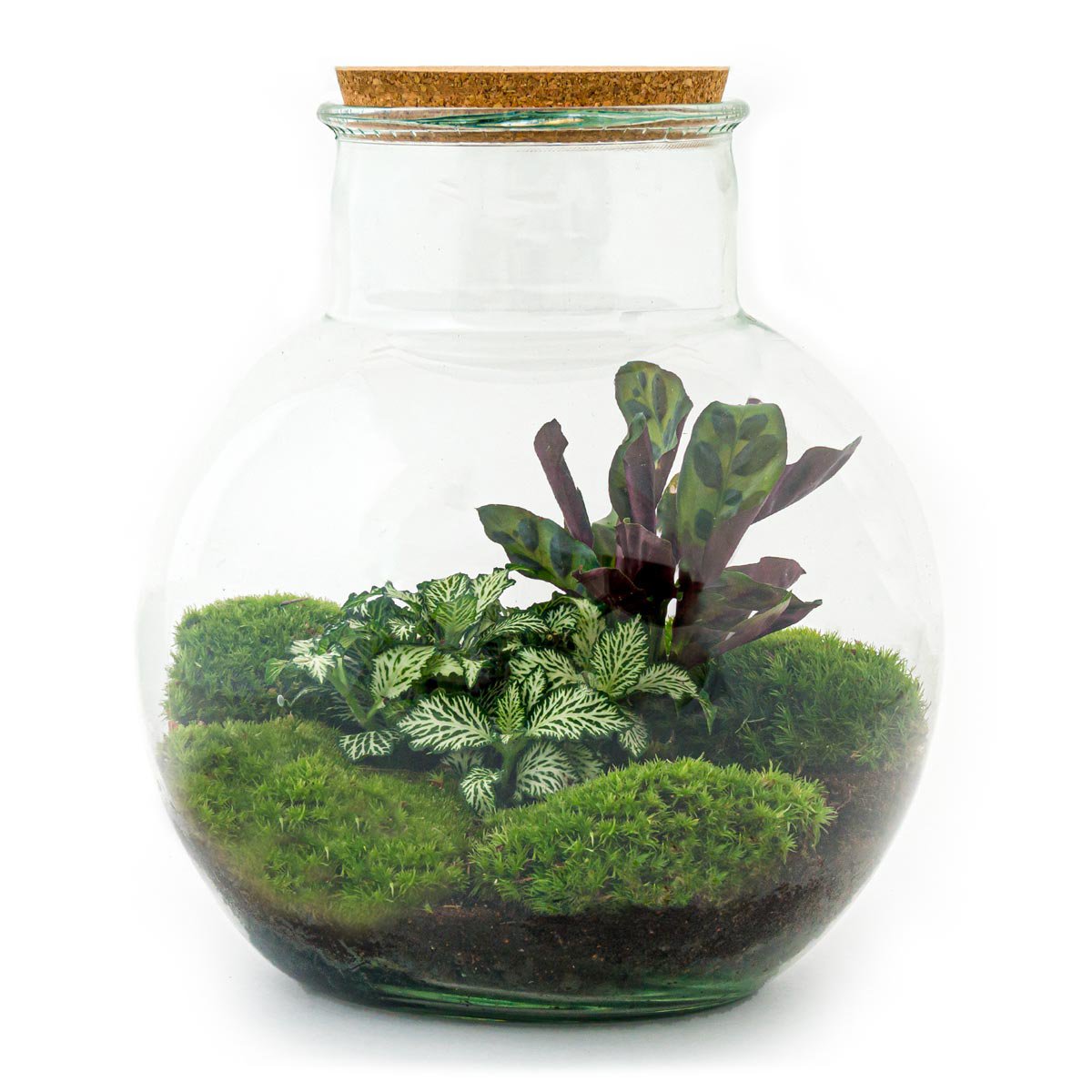 Terrarium DIY Kit - Teddy - Flessentuin - ↑ 26,5 cm
