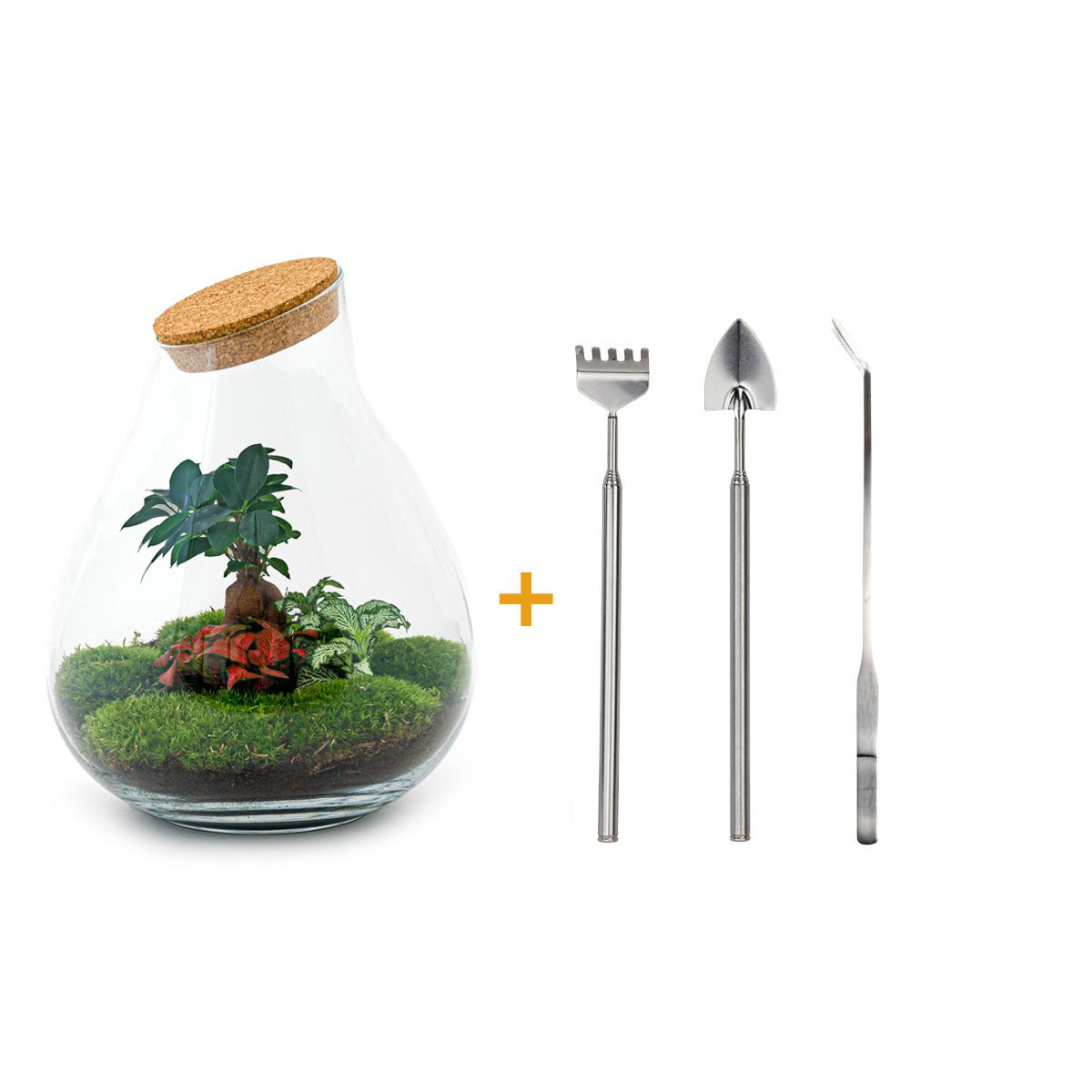 Terrarium DIY Kit - Drop XL Ficus Ginseng Bonsai - Flessentuin - ↑ 37 cm