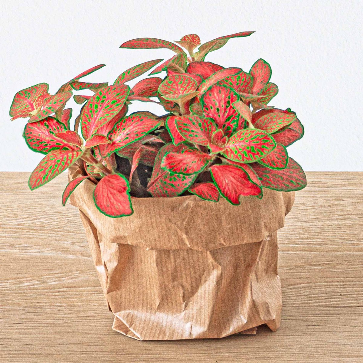 Fittonia Oranje - Roze - Ruby Lime - Mozaïekplant