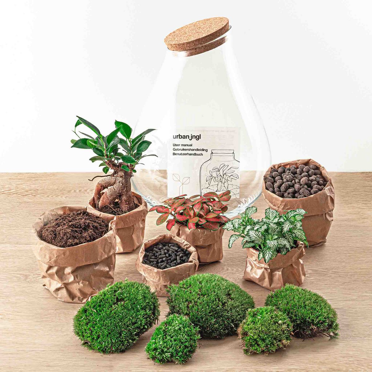 Terrarium DIY Kit - Drop XL Ficus Ginseng Bonsai - Flessentuin - ↑ 37 cm