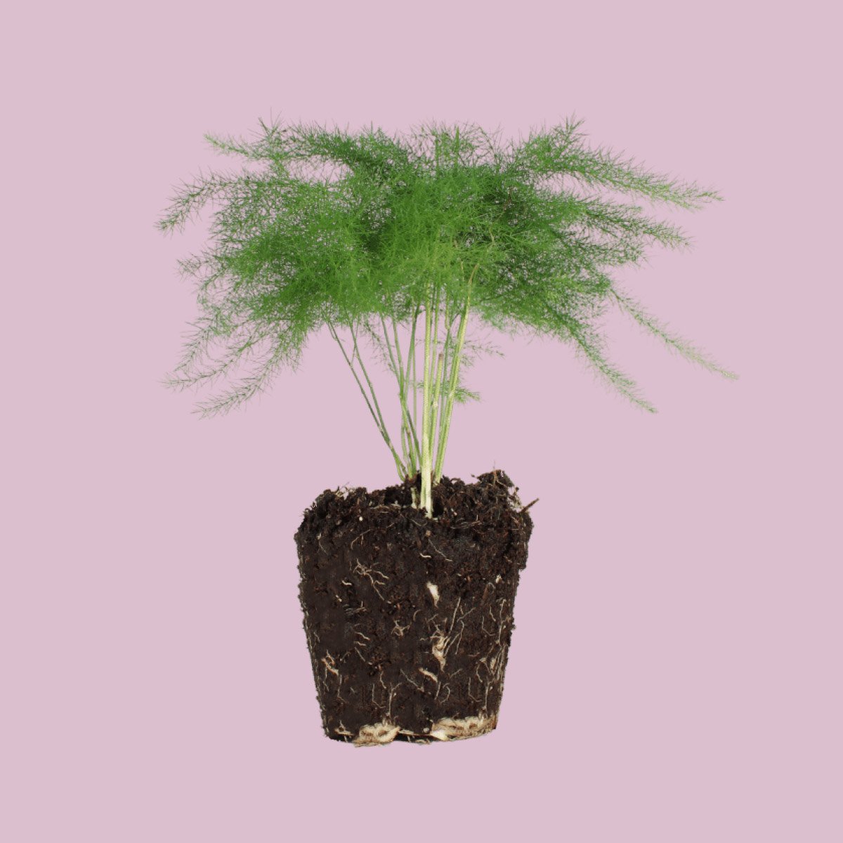 Asperges Setaceus Plumosus – Sierasperges - Terrariumplant