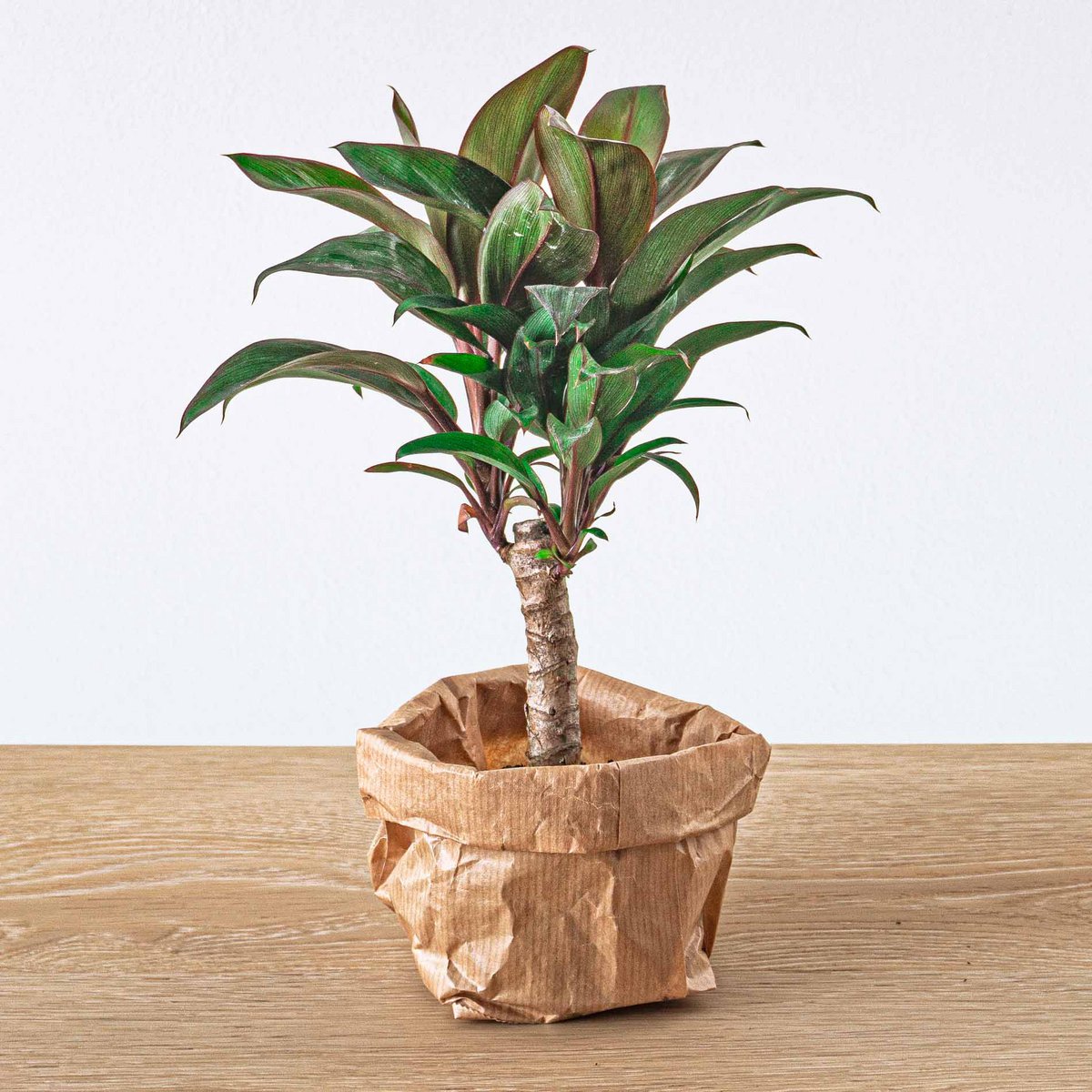 Plantenterrariumset - Makoyana - 5 planten - Palm - Calathea Makoyana - Asperges - Rood & Witte Fittonia