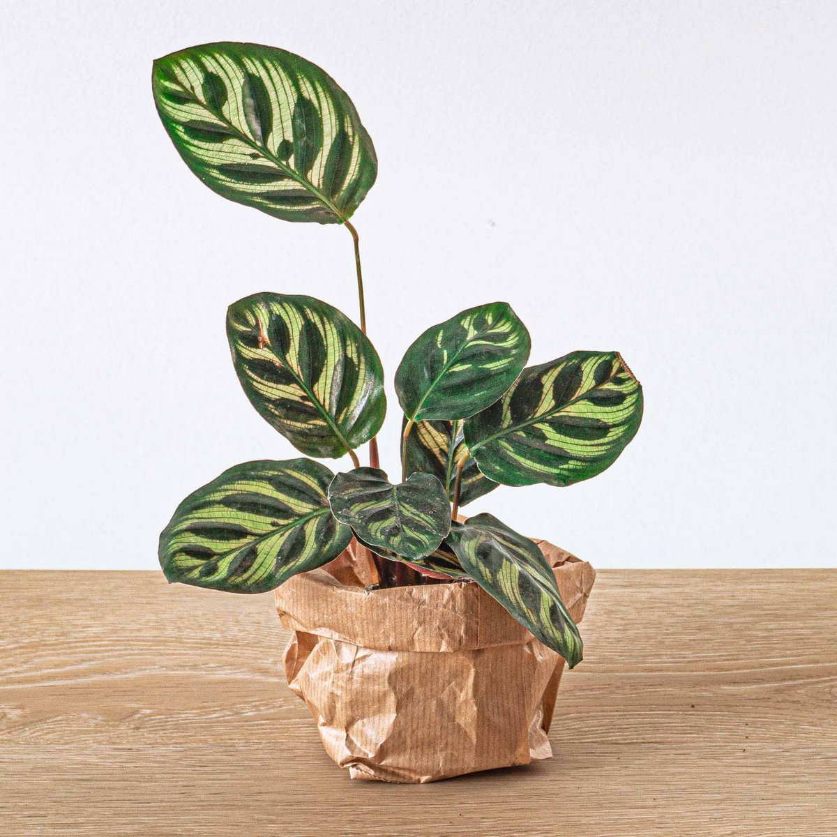 Plantenterrariumset - Makoyana - 5 planten - Palm - Calathea Makoyana - Asperges - Rood & Witte Fittonia