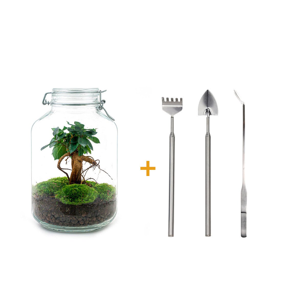 Pot Terrarium Kit - Ficus Ginseng Bonsai - Flessentuin - ↑ 28 cm
