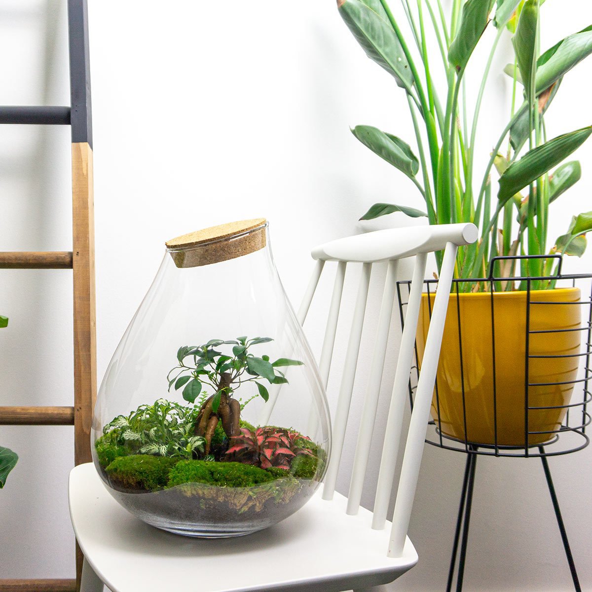 Terrarium DIY Kit - Drop XL Ficus Ginseng Bonsai - Flessentuin - ↑ 37 cm