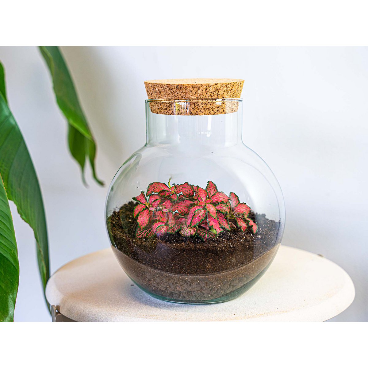 Plantenterrarium - Noah - bouwpakket - ↑ 20 cm