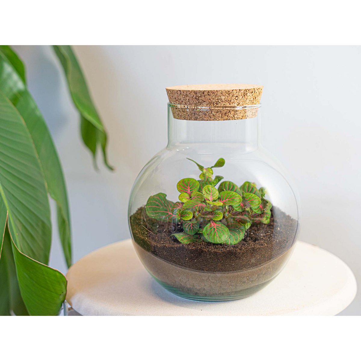 Plantenterrarium - Noah - bouwpakket - ↑ 20 cm