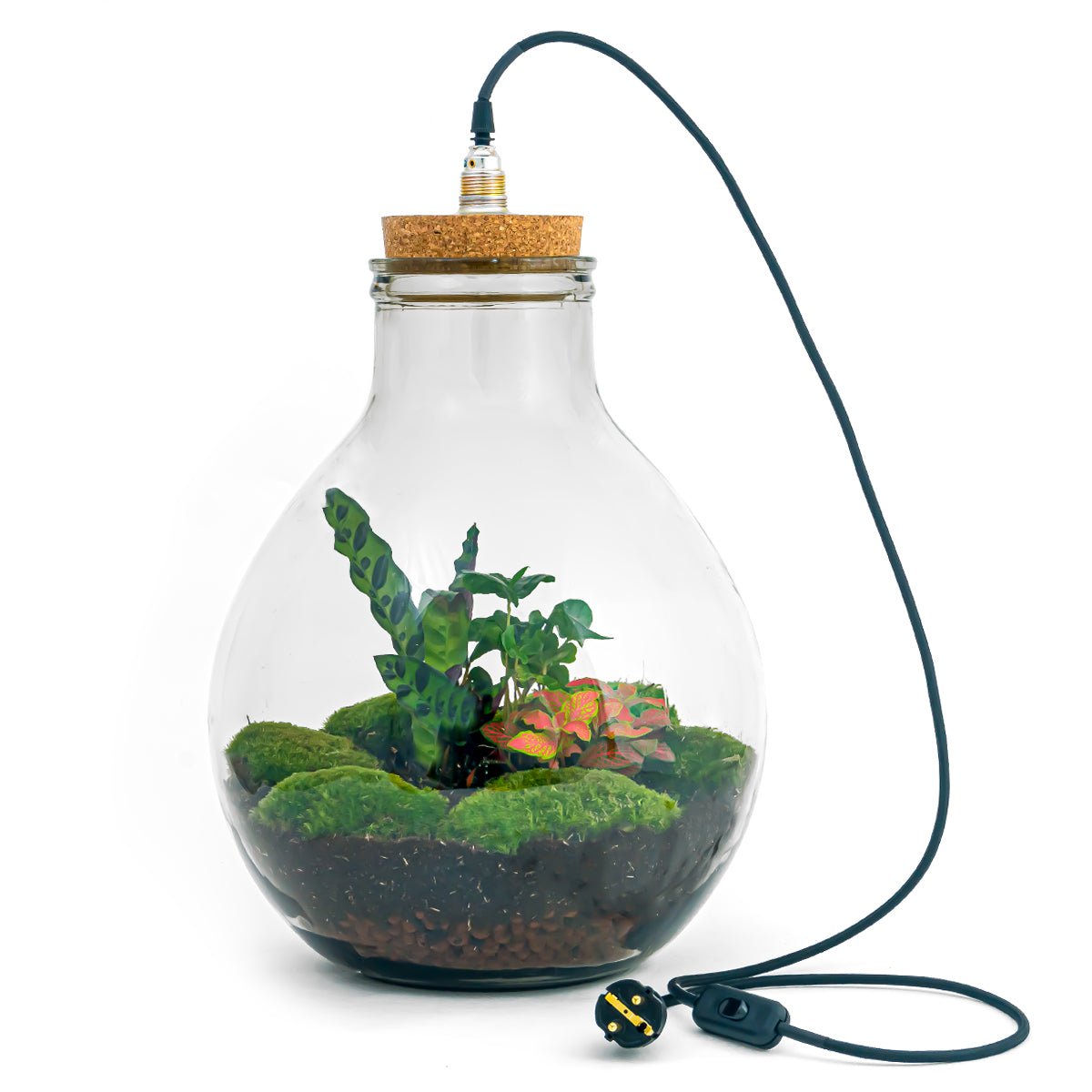 Terrarium DIY Kit - Big Paul Rood met Licht - Bottle Garden - ↑ 52 cm