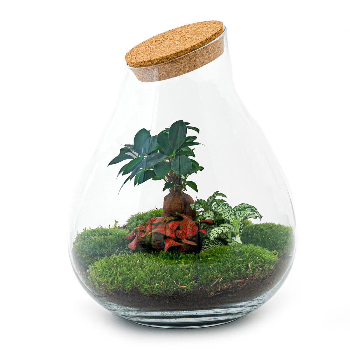 Terrarium DIY Kit - Drop XL Ficus Ginseng Bonsai - Flessentuin - ↑ 37 cm