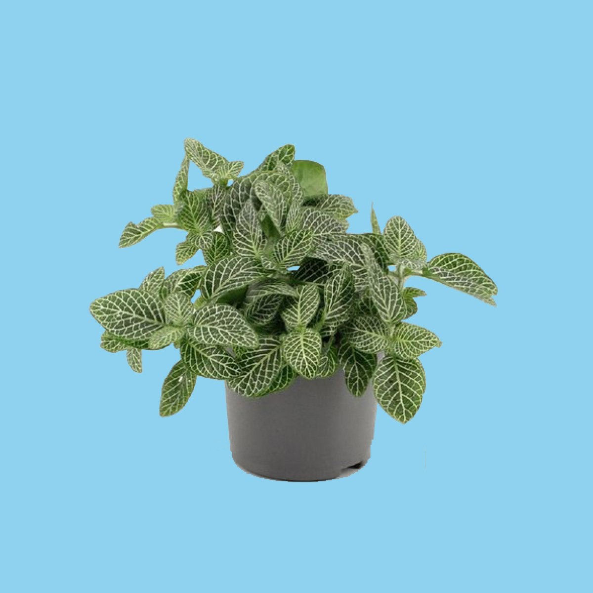 Fittonia White -White Tiger - Mozaïekplant