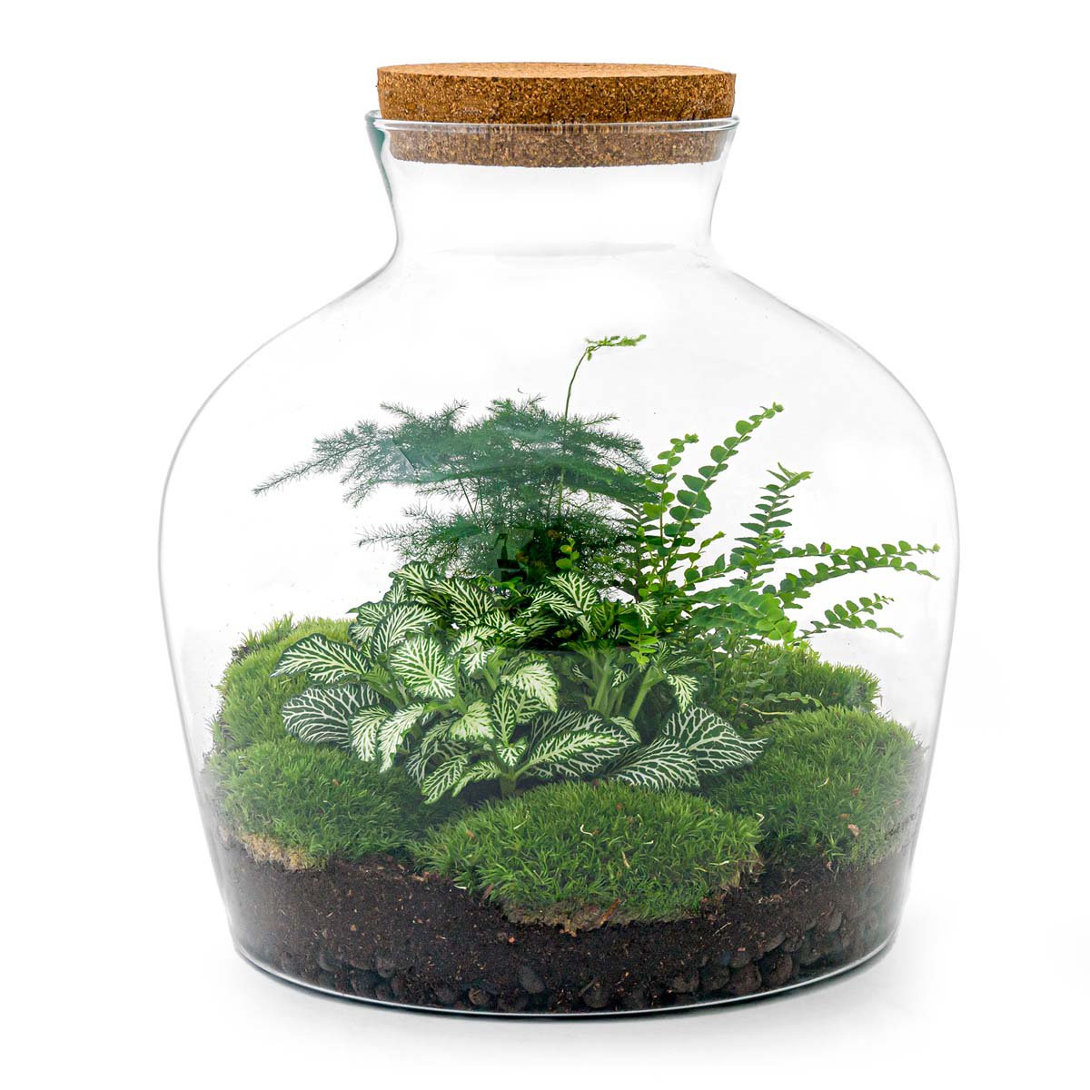 Terrarium DIY Kit - Fat Joe Red - Bottle Garden - ↑ 30 cm