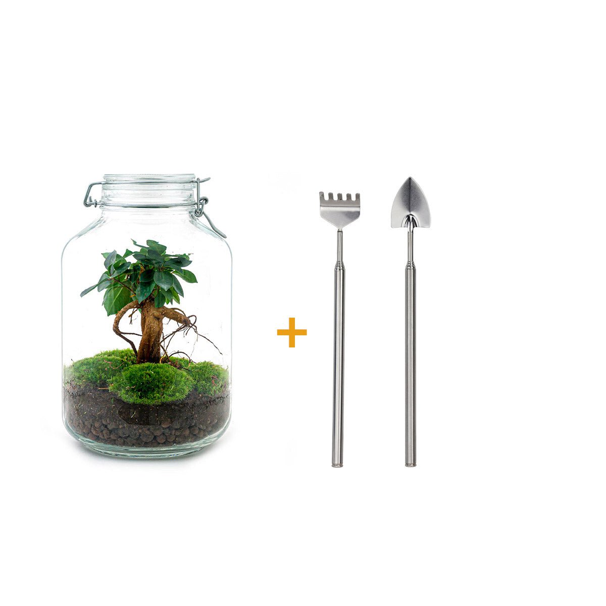 Pot Terrarium Kit - Ficus Ginseng Bonsai - Flessentuin - ↑ 28 cm