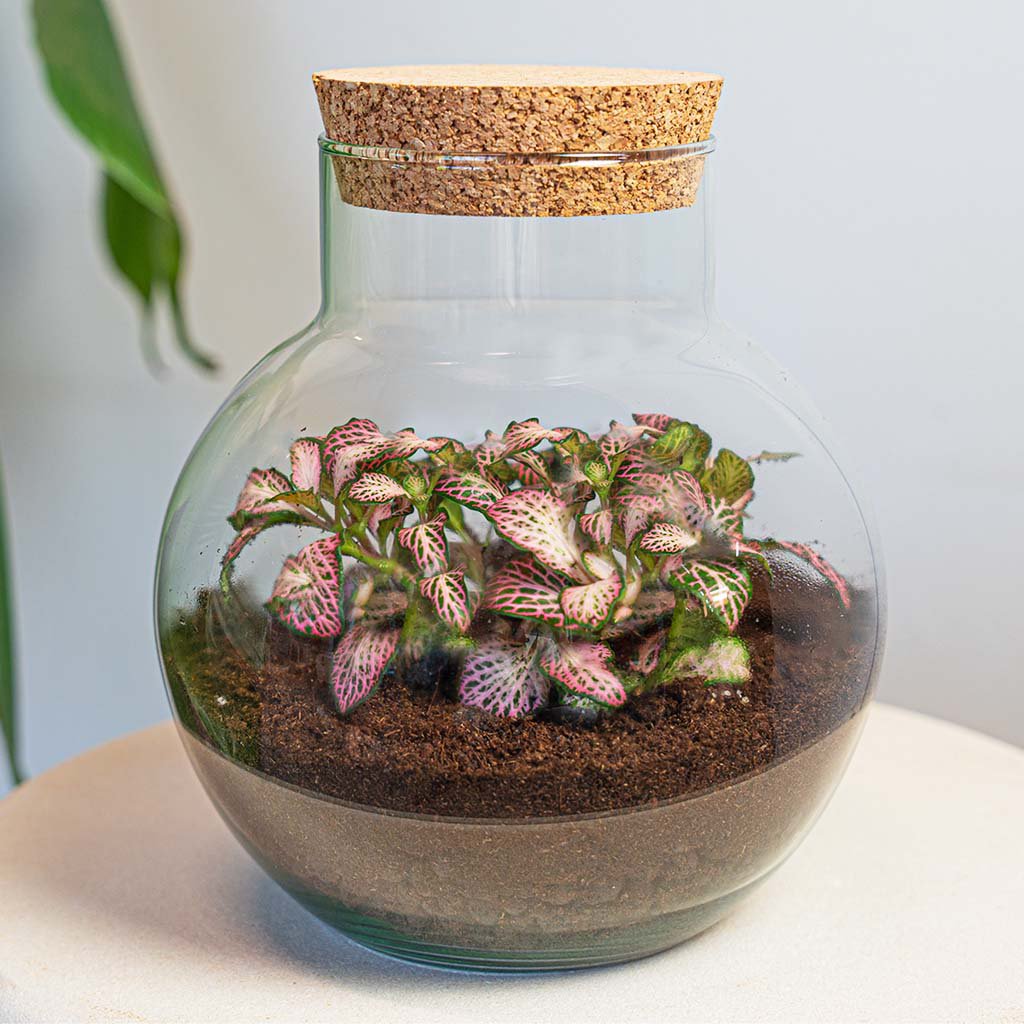 Plantenterrarium - Noah - bouwpakket - ↑ 20 cm