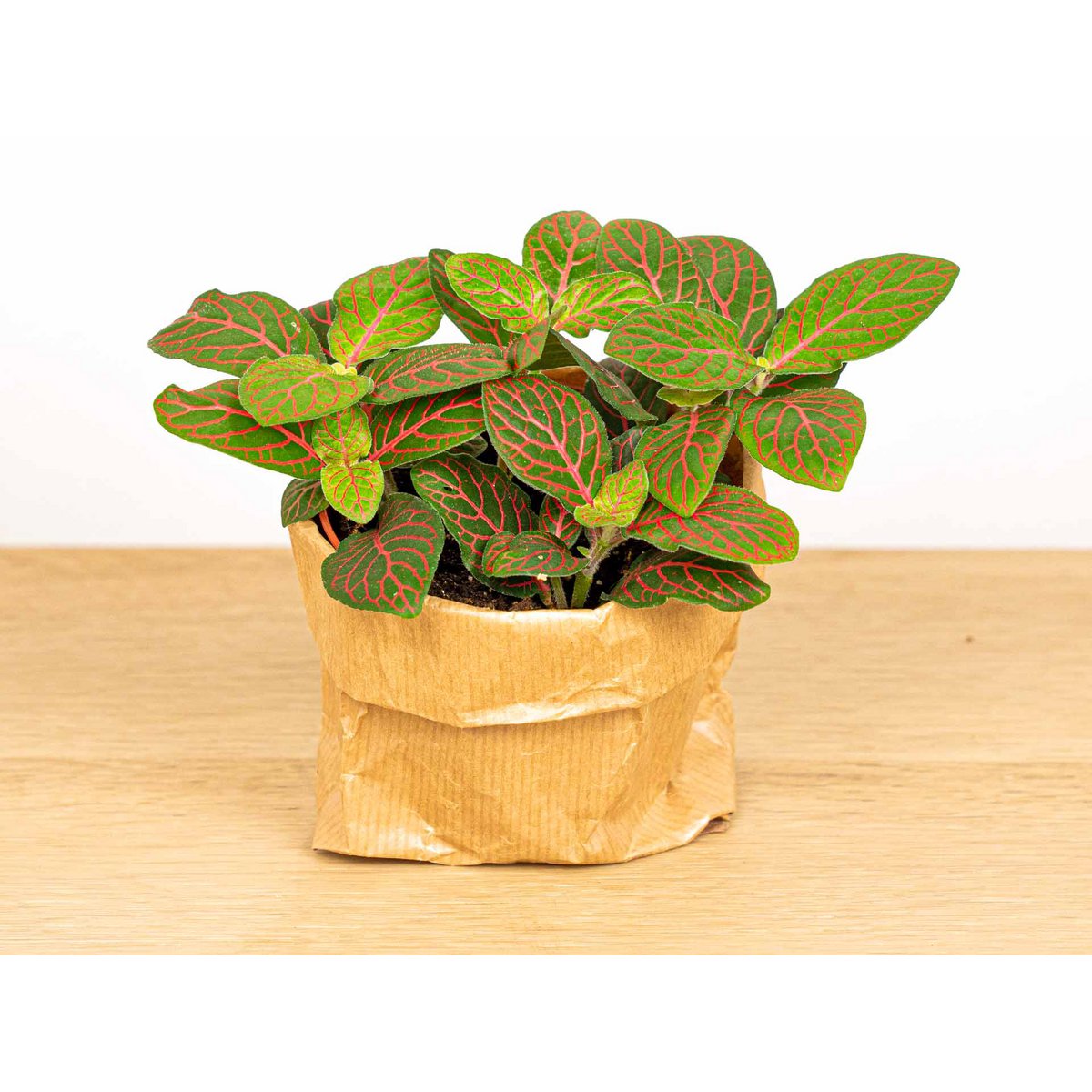 Fittonia Joly Josan - Rood en groen - Mozaïekplant