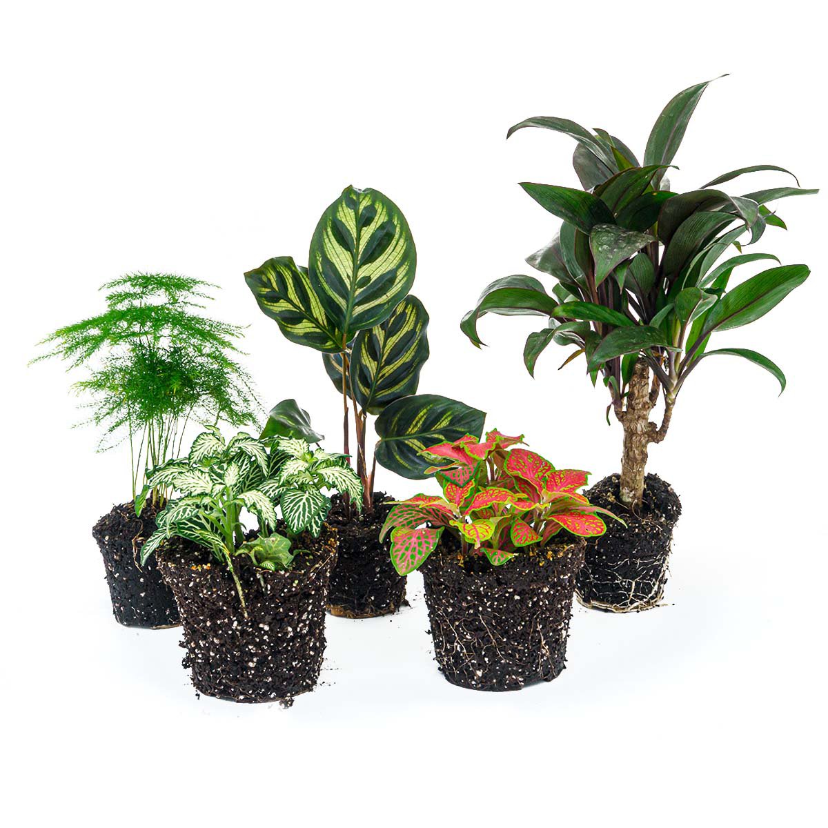 Plantenterrariumset - Makoyana - 5 planten - Palm - Calathea Makoyana - Asperges - Rood & Witte Fittonia