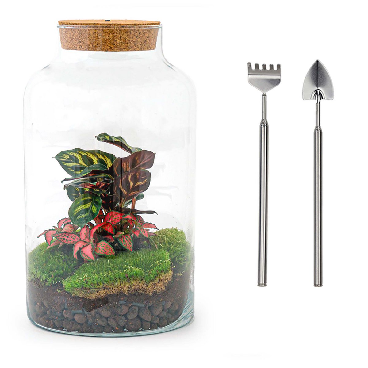 Terrarium DIY Kit - Melkachtige Calathea met Licht - Flessentuin - ↑ 31 cm