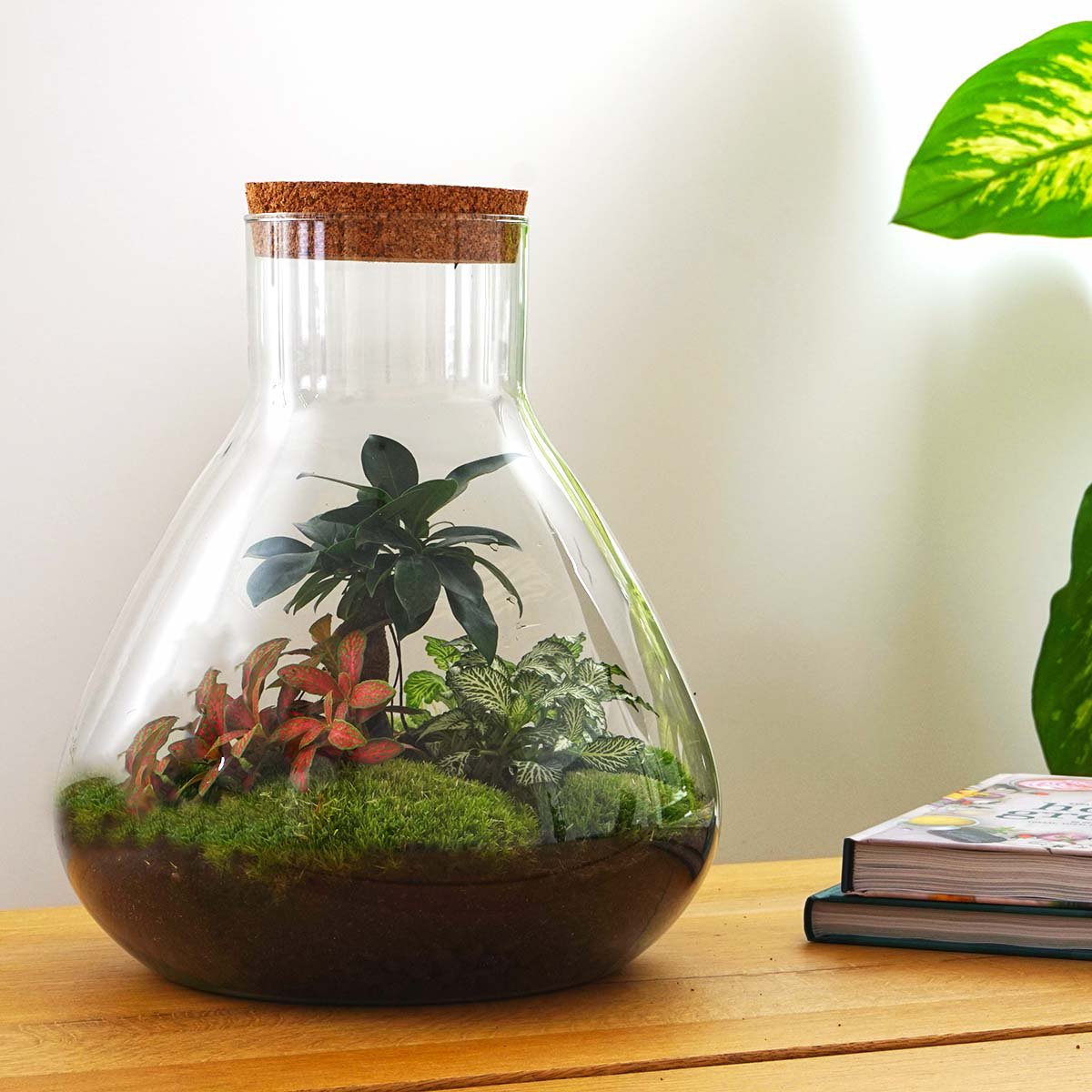 Terrarium DIY Kit - Sam XL Bonsai - Flessentuin - ↑ 35 cm