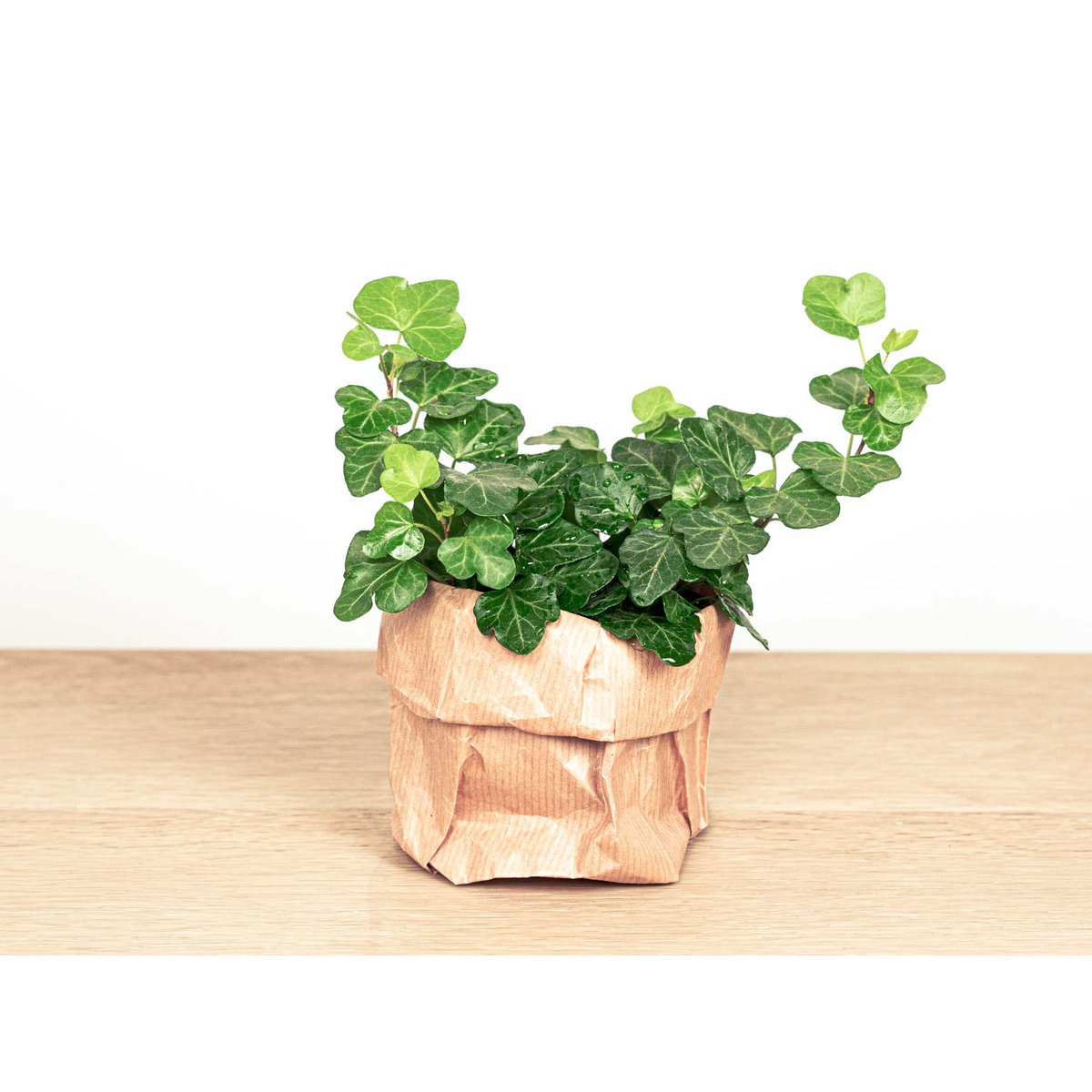 Hedera-helix - Ø 7 cm