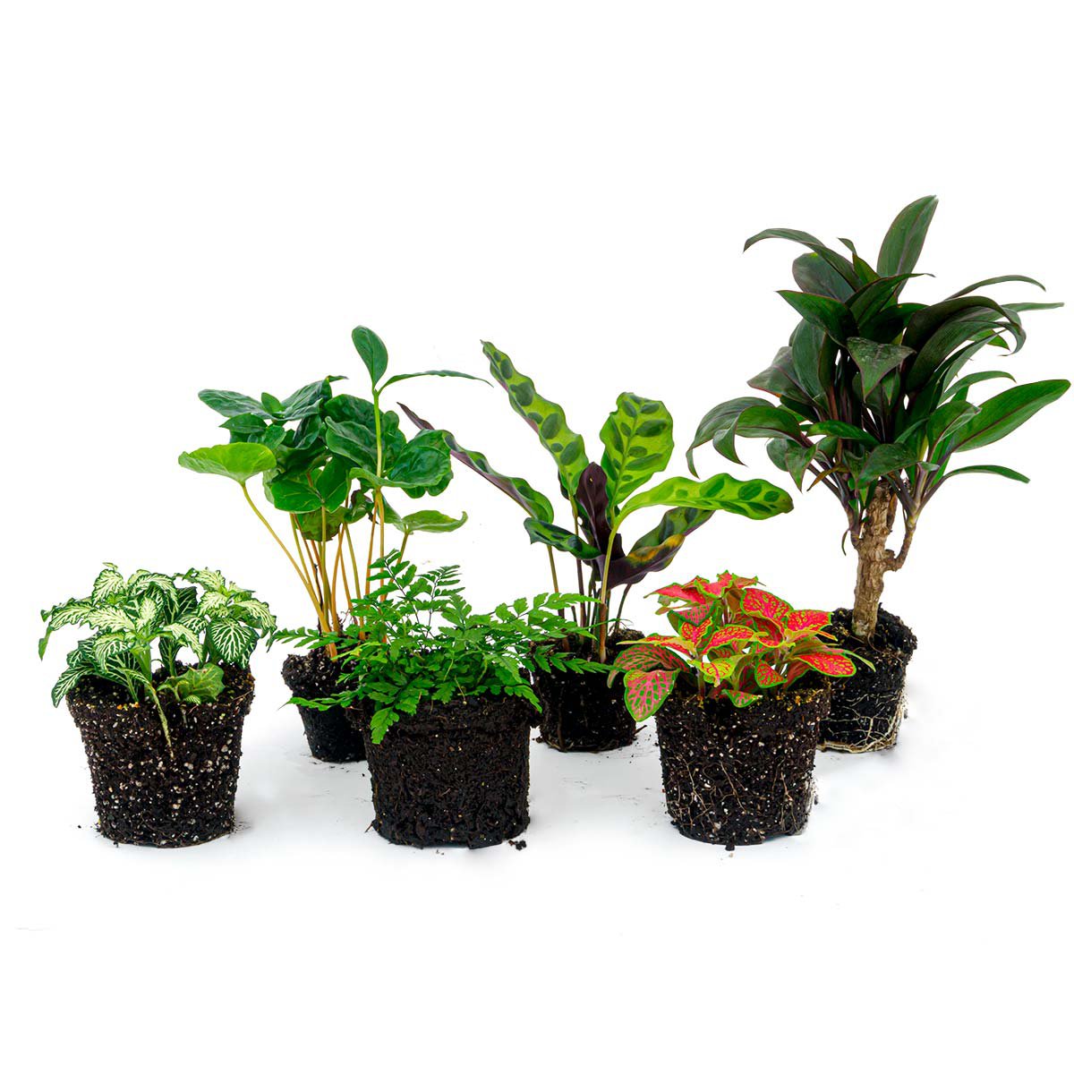 Plantenterrariumset - Jungle Boost - 6 planten - Palm - Calathea Lancifolia - Coffea Arabica - Varen - Rood & Witte Fittonia