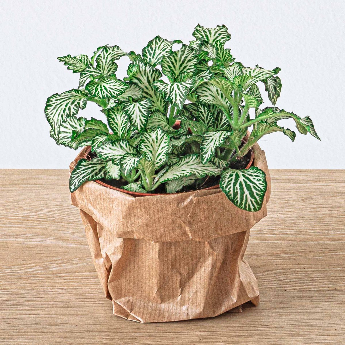Plantenterrariumset - Jungle Boost - 6 planten - Palm - Calathea Lancifolia - Coffea Arabica - Varen - Rood & Witte Fittonia