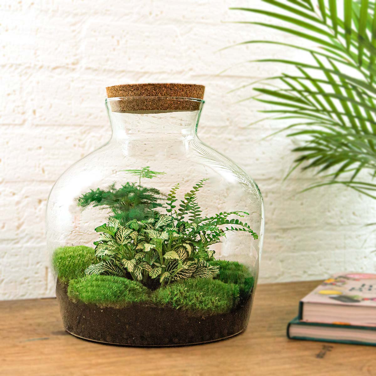 Terrarium DIY Kit - Fat Joe Red - Bottle Garden - ↑ 30 cm