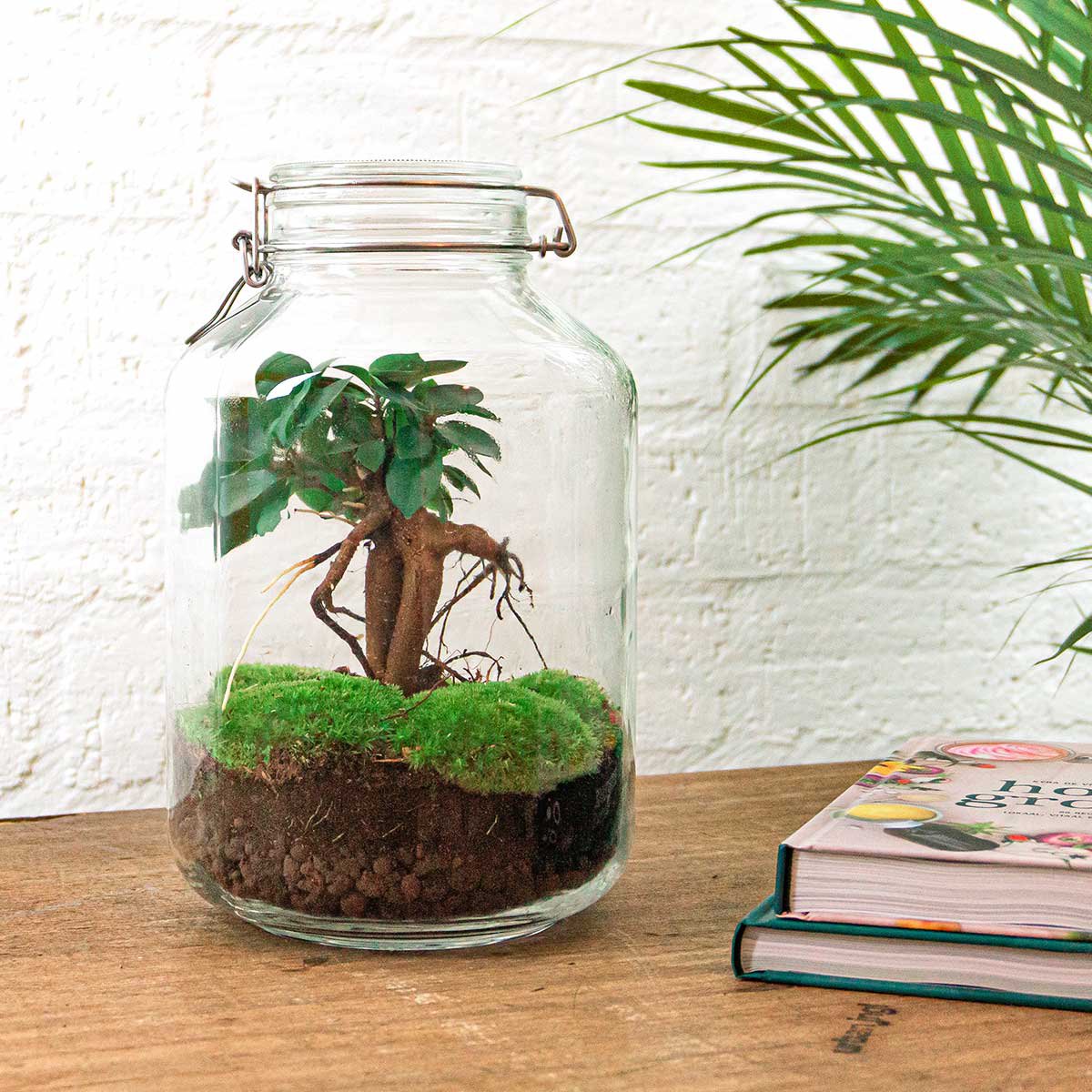 Pot Terrarium Kit - Ficus Ginseng Bonsai - Flessentuin - ↑ 28 cm