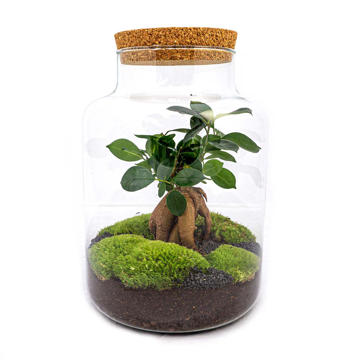 Terrarium DIY Kit - Melkachtig met Bonsai - Flessentuin - ↑ 30 cm