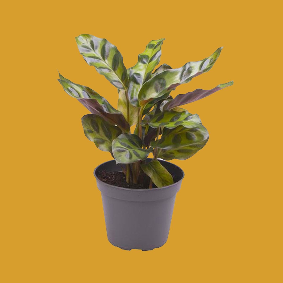 Calathea Lancifolia (baby)
