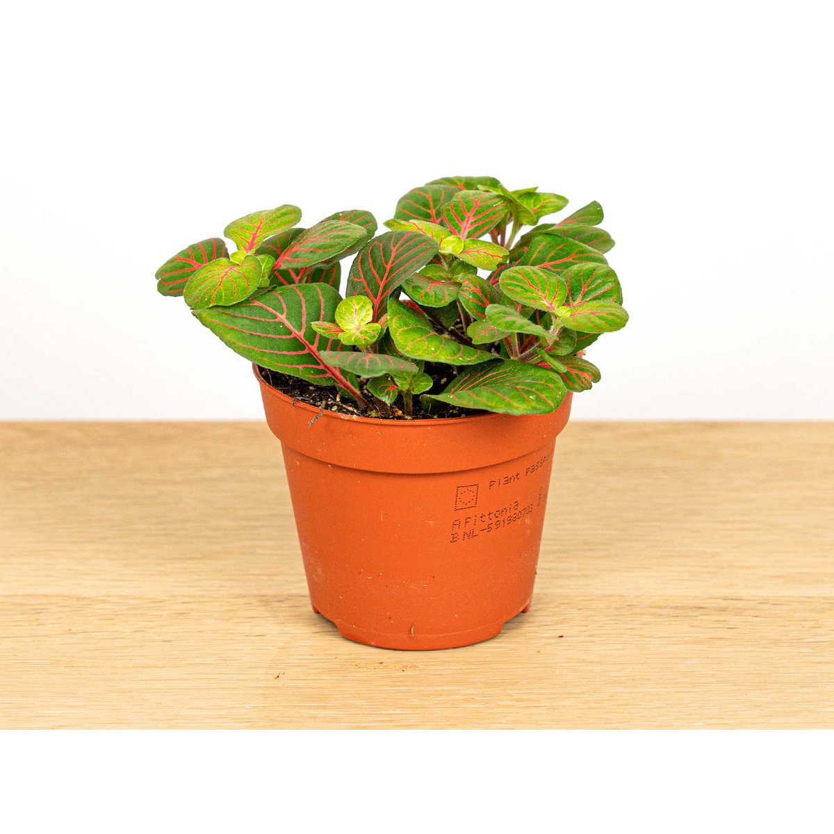 Fittonia Bubble Red - Rood/groen - Mozaiekplantje