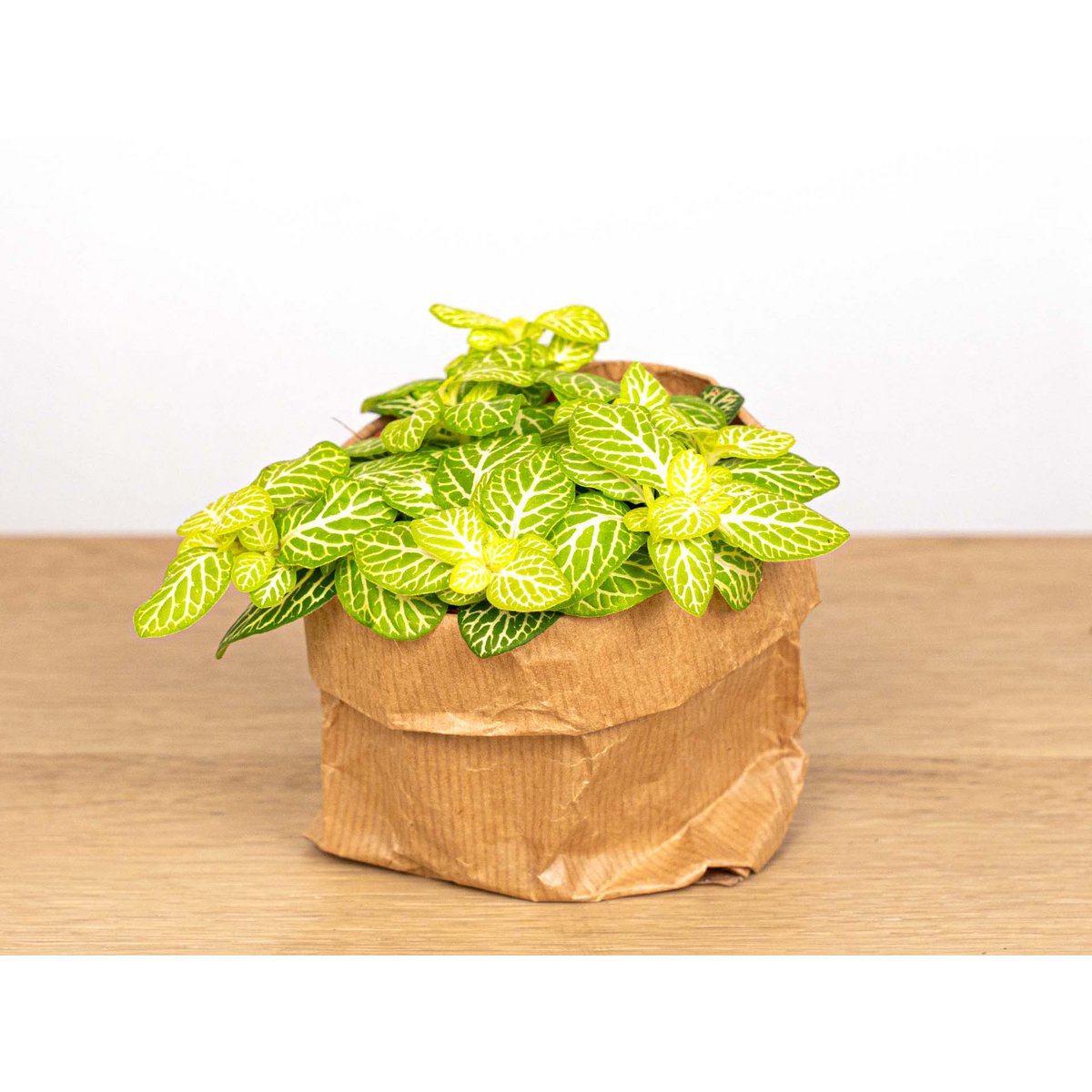 Fittonia Joly Lemon - Wit en Groen (Fluor) - Mozaïekplant