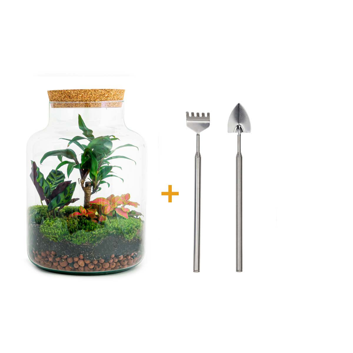 Terrarium DIY Kit - Melkachtige Palm - Flessentuin - ↑ 30 cm