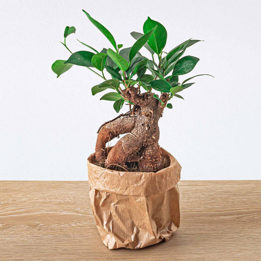 Ficus microcarpa ginsengbonsai - ↑20 cm