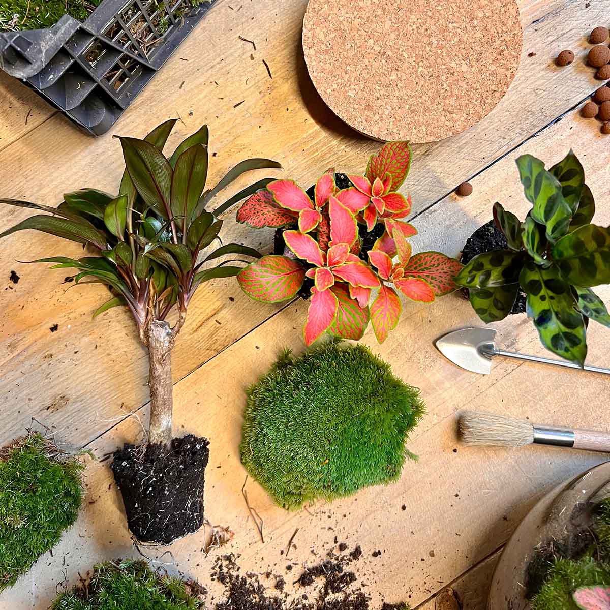 Terrarium DIY Kit - Sven Palm - Flessentuin - ↑ 43 cm