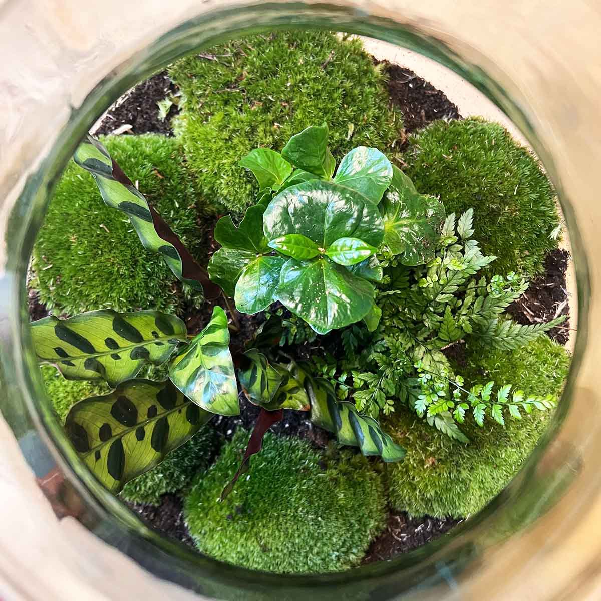 Terrarium DIY Kit - Big Paul Jungle met licht - Flessentuin ↑ 52 cm