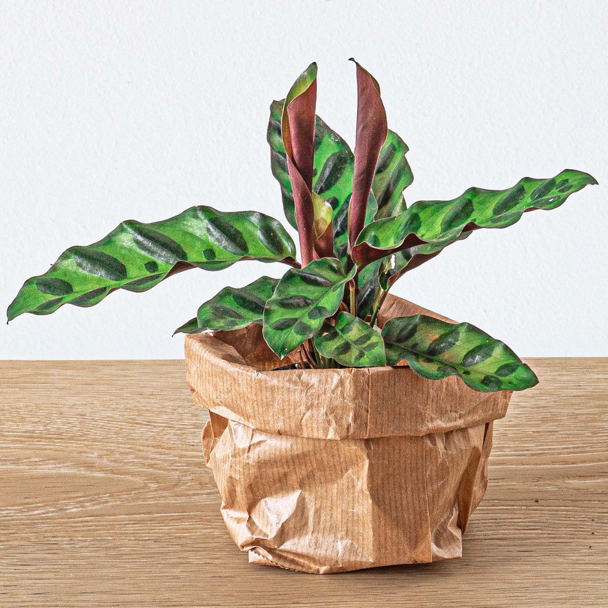 Calathea Lancifolia (baby)