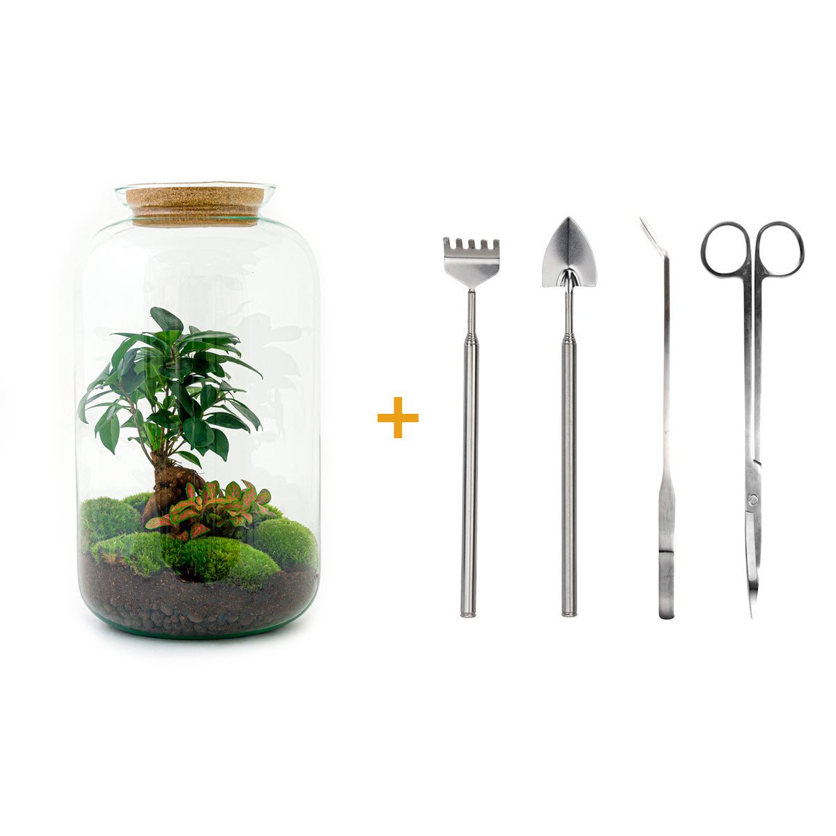 Terrarium DIY Kit - Sven Ginseng Bonsai - Flessentuin - ↑ 43 cm
