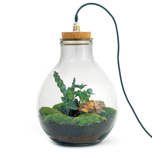 Terrarium DIY Kit - Big Paul Rood met Licht - Bottle Garden - ↑ 52 cm