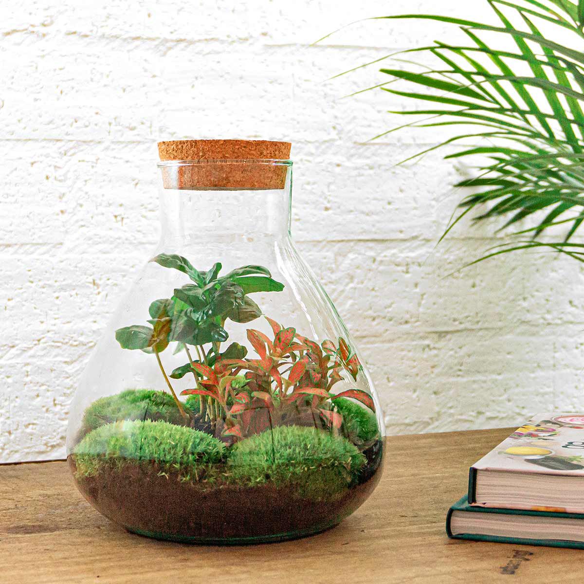 Terrarium DIY Kit - Sammie Coffea - Flessentuin - ↑ 27 cm