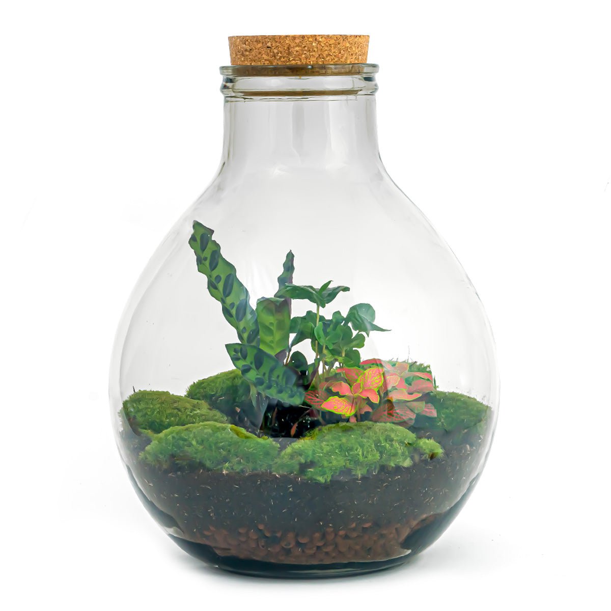 Terrarium DIY Kit - Big Paul Rood met Licht - Bottle Garden - ↑ 52 cm