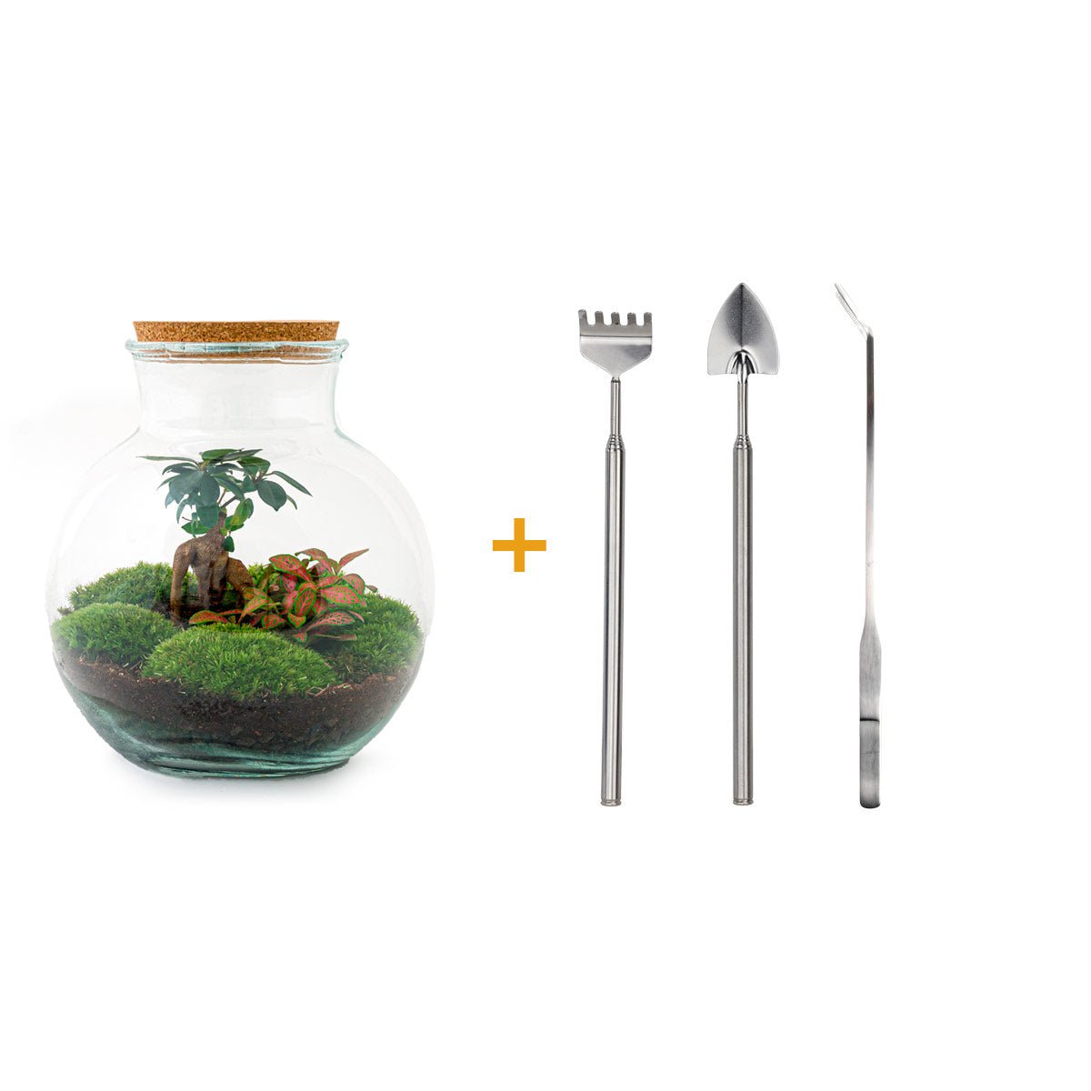 Terrarium DIY Kit - Teddy Bonsai - Flessentuin - ↑ 26,5 cm
