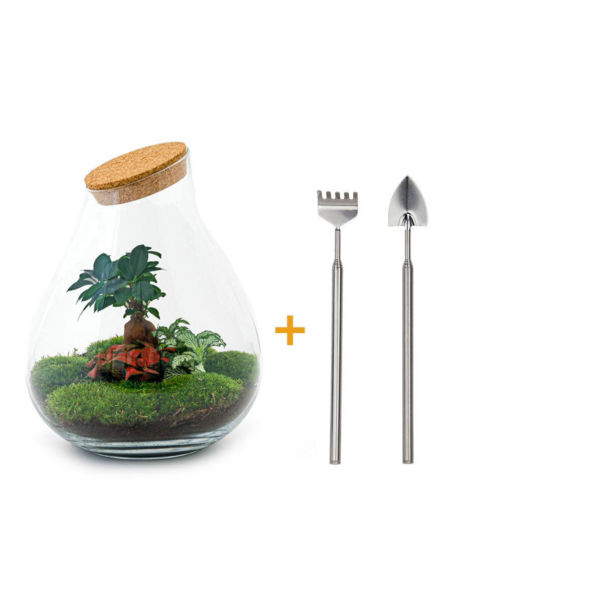 Terrarium DIY Kit - Drop XL Ficus Ginseng Bonsai - Flessentuin - ↑ 37 cm