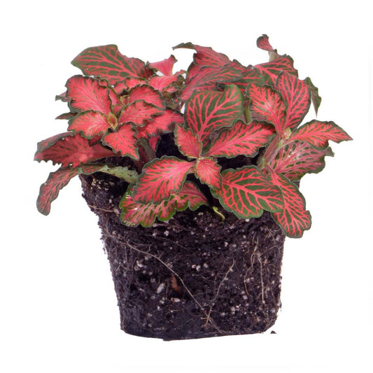 Fittonia rood - Mozaïekplant