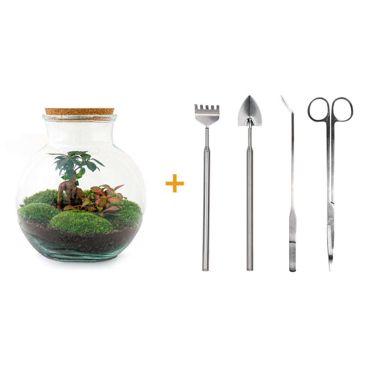 Terrarium DIY Kit - Teddy Bonsai - Flessentuin - ↑ 26,5 cm