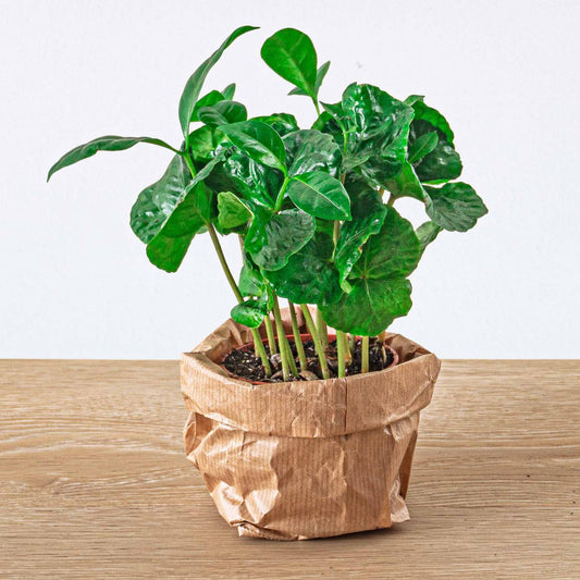 Coffea Arabica - Koffieplant - Terrariumplant