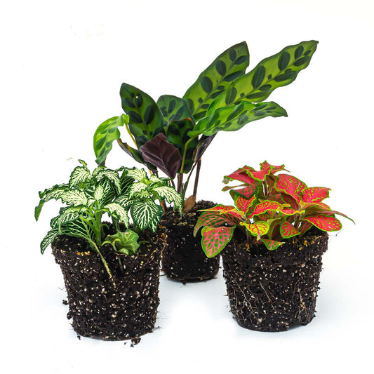Plantenterrariumset - Lancifolia - 3 planten - Calathea Lancifolia - Rood-witte Fittonia