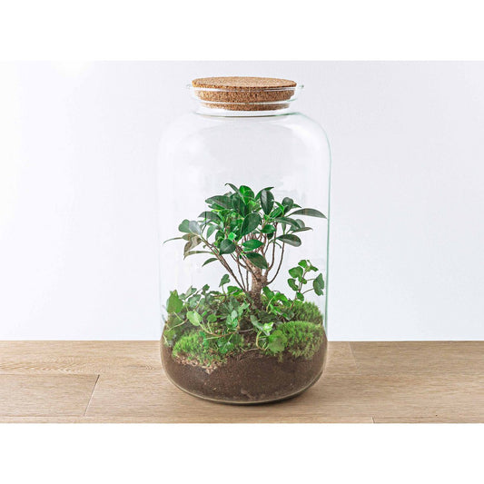 Terrarium DIY Kit - Sven Hedera Bonsai - Flessentuin - ↑ 43 cm