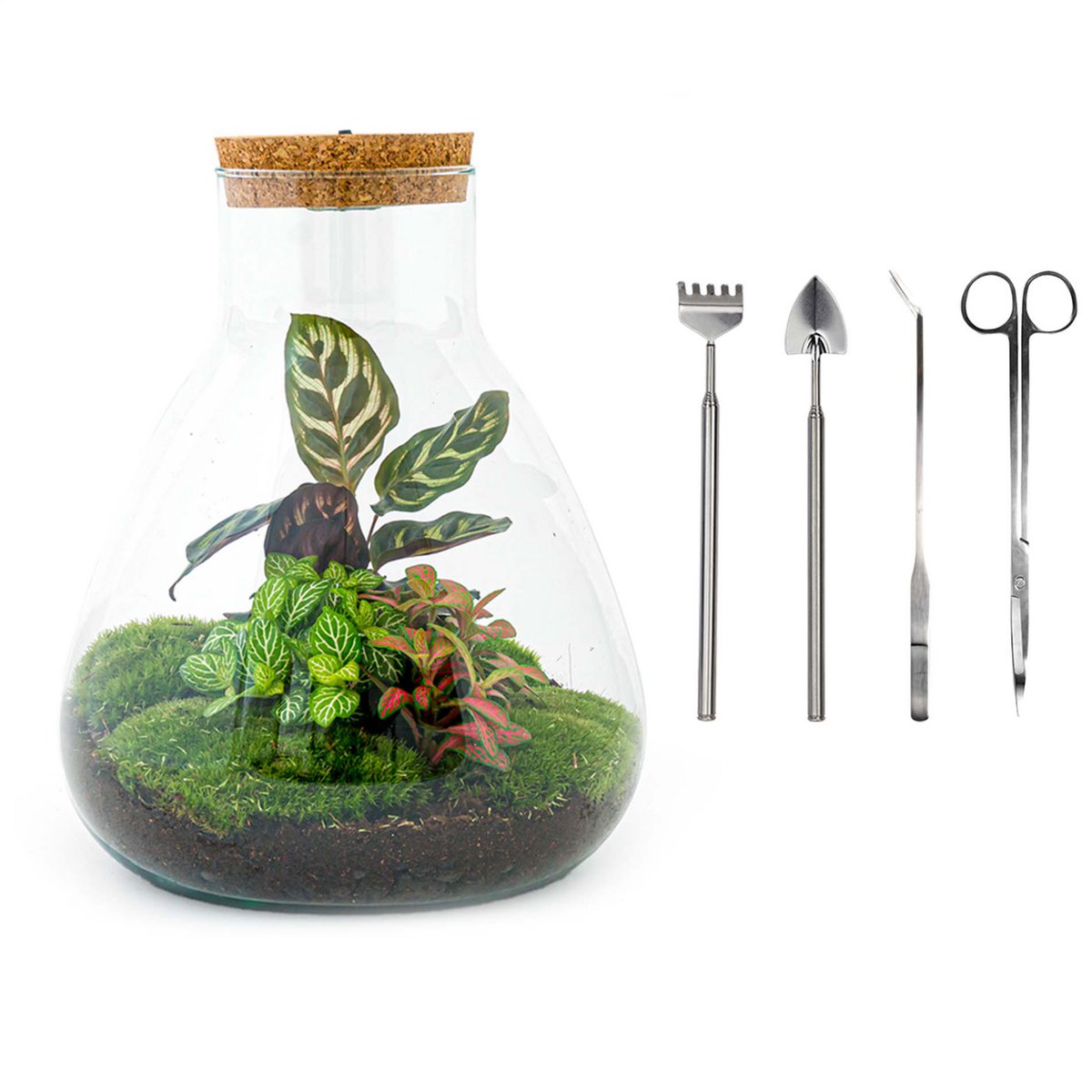 Terrarium DIY Kit - Sam Calathea met licht - Flessentuin - ↑ 30 cm