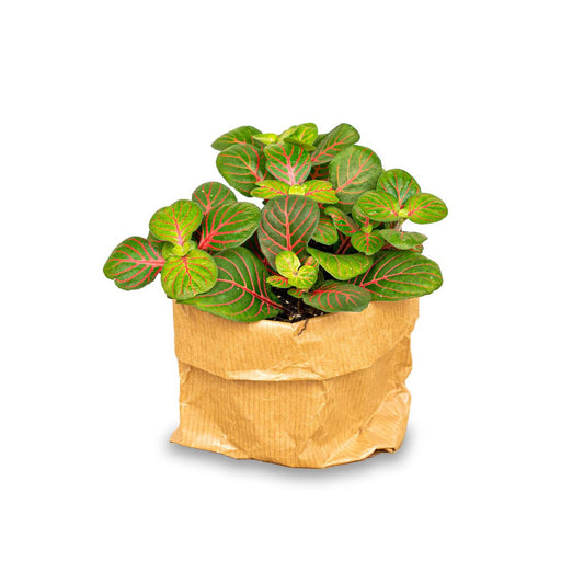 Fittonia Bubble Red - Rood/groen - Mozaiekplantje