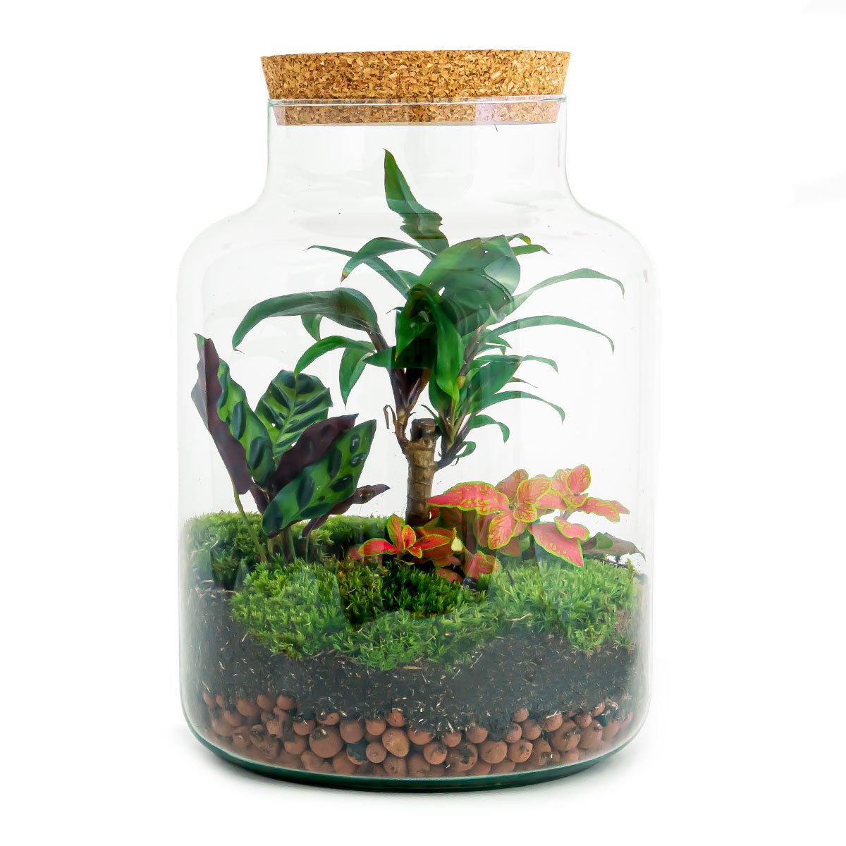 Terrarium DIY Kit - Melkachtige Palm - Flessentuin - ↑ 30 cm
