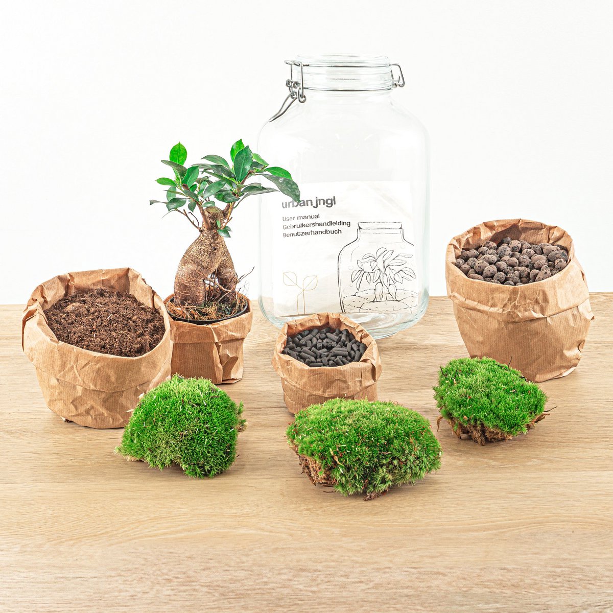 Pot Terrarium Kit - Ficus Ginseng Bonsai - Flessentuin - ↑ 28 cm